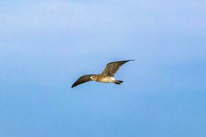 volante gabbiani uccelli con blu cielo sfondo nuvole nel Messico. foto