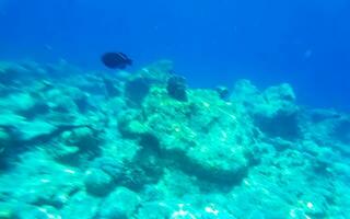 lo snorkeling subacqueo visualizzazioni pesce coralli turchese acqua rasdhoo isola Maldive. foto