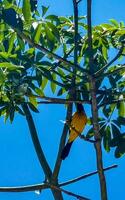 tropicale caraibico giallo arancia uccelli pappagalli esotico natura spiaggia Messico. foto