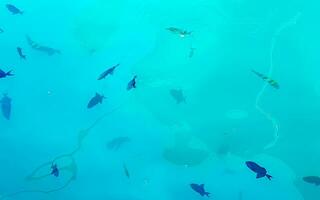 lo snorkeling subacqueo visualizzazioni pesce coralli turchese acqua rasdhoo isola Maldive. foto