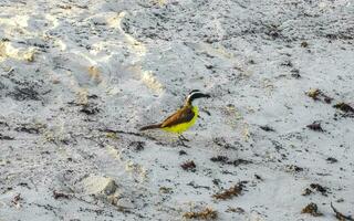 grande kiskadee giallo uccello uccelli mangiare sargazo su spiaggia Messico. foto