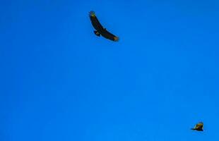 volante avvoltoio aquila uccello di preda nel blu cielo Messico. foto