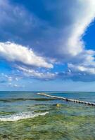 alga marina sargazo netto caraibico spiaggia acqua playa del Carmen Messico. foto