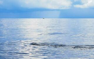 enorme balena squalo nuotate su il acqua superficie cancun Messico. foto