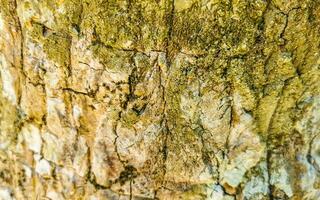 caduta muschioso abbaiare di tropicale albero struttura nel tulum Messico. foto