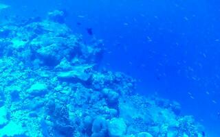 lo snorkeling subacqueo visualizzazioni pesce coralli turchese acqua rasdhoo isola Maldive. foto