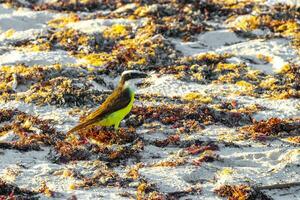 grande kiskadee giallo uccello uccelli mangiare sargazo su spiaggia Messico. foto