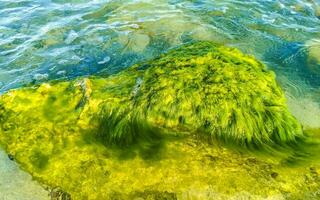 pietre rocce coralli turchese verde blu acqua su spiaggia Messico. foto