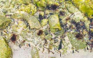 pietre rocce coralli turchese verde blu acqua su spiaggia Messico. foto