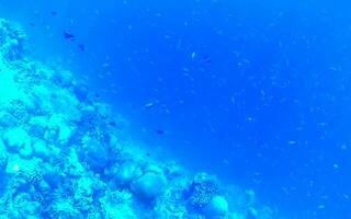 lo snorkeling subacqueo visualizzazioni pesce coralli turchese acqua rasdhoo isola Maldive. foto