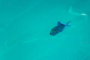 lo snorkeling subacqueo visualizzazioni pesce coralli turchese acqua rasdhoo isola Maldive. foto