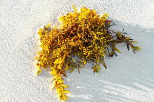 fresco giallo mare erba mare erba sargazo su spiaggia sabbia. foto