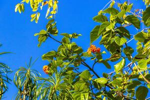 kou cordia subcordata albero fiorito con fiori d'arancio in messico. foto