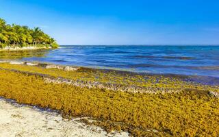 bellissimo caraibico spiaggia totalmente sporco sporco cattiva alga marina problema Messico. foto