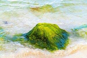 pietre rocce coralli turchese verde blu acqua su spiaggia Messico. foto