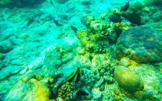 lo snorkeling subacqueo visualizzazioni pesce coralli turchese acqua rasdhoo isola Maldive. foto