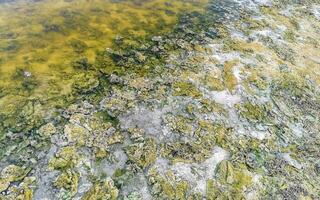 pietre rocce coralli turchese verde blu acqua su spiaggia Messico. foto