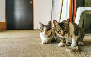 carino gatto gatti legato con collare nel Messico. foto