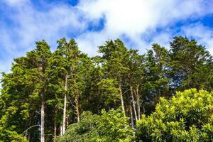 alto alberi abeti natura impianti montagne e foreste costa rica. foto