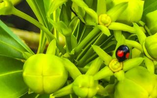 giallo oleandro fiore su albero con coccinella nel Messico. foto