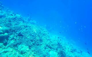 lo snorkeling subacqueo visualizzazioni pesce coralli turchese acqua rasdhoo isola Maldive. foto