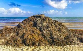 bellissimo caraibico spiaggia totalmente sporco sporco cattiva alga marina problema Messico. foto