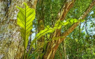 tropicale giungla e natura con alberi rami impianti fiori Messico. foto