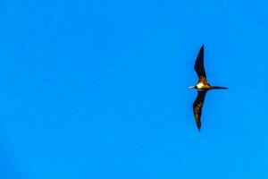 fregata uccelli gregge volare blu cielo nuvole sfondo nel Messico. foto