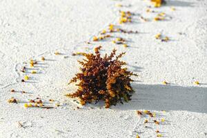 fresco giallo mare erba mare erba sargazo su spiaggia sabbia. foto
