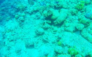 lo snorkeling subacqueo visualizzazioni pesce coralli turchese acqua rasdhoo isola Maldive. foto