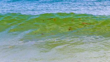 onde a tropicale spiaggia caraibico mare chiaro turchese acqua Messico. foto