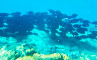 lo snorkeling subacqueo visualizzazioni pesce coralli turchese acqua rasdhoo isola Maldive. foto