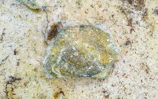 pietre rocce coralli turchese verde blu acqua su spiaggia Messico. foto