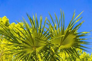 tropicale verde esotico caraibico maya chit palma palme foresta pluviale Messico. foto