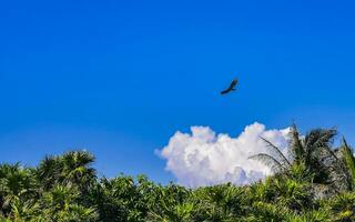 volante avvoltoio aquila uccello di preda nel blu cielo Messico. foto