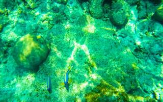 lo snorkeling subacqueo visualizzazioni pesce coralli turchese acqua rasdhoo isola Maldive. foto