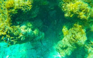 lo snorkeling subacqueo visualizzazioni pesce coralli turchese acqua rasdhoo isola Maldive. foto