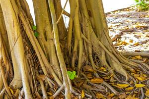 enorme bellissimo ficus maxima Figura albero playa del Carmen Messico. foto