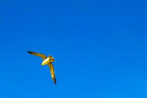 volante gabbiani uccelli con blu cielo sfondo nuvole nel Messico. foto