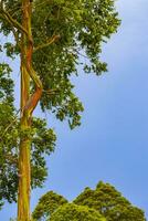 eucalipto albero alberi colorato abbaiare montagne e foreste costa rica. foto