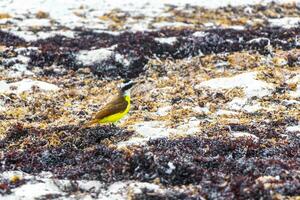 grande kiskadee giallo uccello uccelli mangiare sargazo su spiaggia Messico. foto