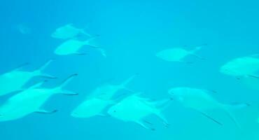 lo snorkeling subacqueo visualizzazioni pesce coralli turchese acqua rasdhoo isola Maldive. foto