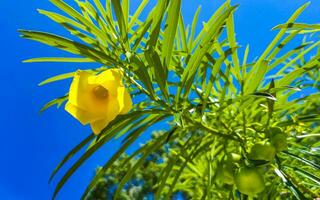 fiore giallo dell'oleandro sull'albero con cielo blu nel messico. foto