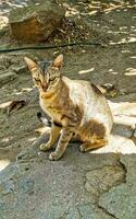 carino vagante gatto vivente al di fuori nel gratuito natura. foto