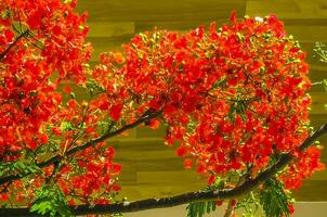 bellissimo albero di fiamma tropicale fiori rossi sgargianti delonix regia messico. foto