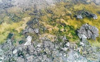 pietre rocce coralli turchese verde blu acqua su spiaggia Messico. foto