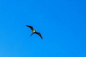 fregata uccelli gregge volare blu cielo nuvole sfondo nel Messico. foto