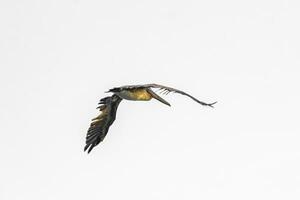 bellissimo pellicano uccello pellicani uccelli volante al di sopra di il mare Messico. foto