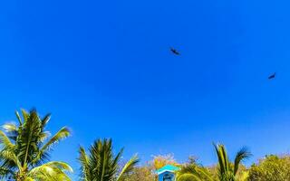 volante avvoltoio aquila uccello di preda nel blu cielo Messico. foto