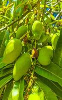 verde e giallo manghi maturare e appendere su Mango albero. foto